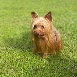 Cop - Yorkshire Terrier