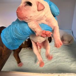 Pepper - White female Boxer puppy in Oak Lawn, Illinois from Pawfect Pets
