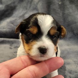 Biewer Terrier Puppies from Dignity Farms