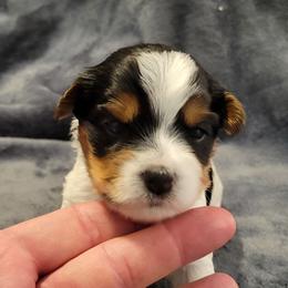 Biewer Terrier Puppies from Dignity Farms