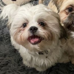 Chico - Shih Tzu