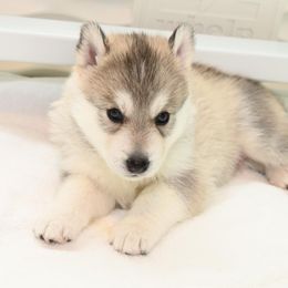 Siberian Husky Puppies from Coldwind Kennel