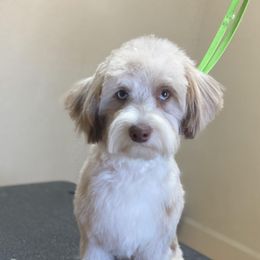 Aussiedoodles from A&L Ranch Aussiedoodles