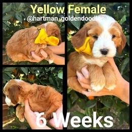 Yellow - Apricot female Goldendoodle puppy in Upland, California from Hartman Goldendoodles