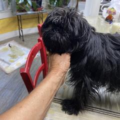 Kissa - Brussels Griffon