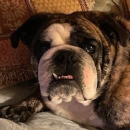 Bulldogs from Double E Bullies
