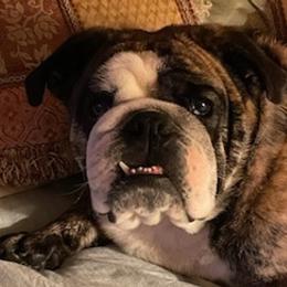 Bulldogs from Double E Bullies