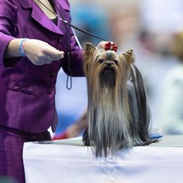 Yorkshire Terrier All Grown Up from Corazón De Cristal Yorkies