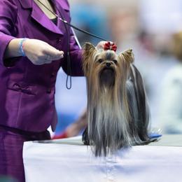 Yorkshire Terrier All Grown Up from Corazón De Cristal Yorkies