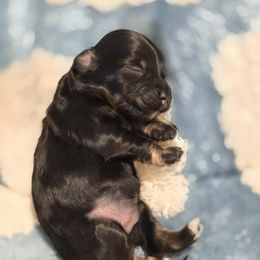 Snickers - Black male Havanese puppy in Orange, California from Havanese Bragger’s