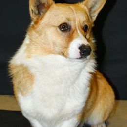 Nick - Red male Pembroke Welsh Corgi puppy in Soldiers Grove, Wisconsin from AB Ranch