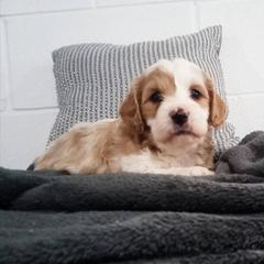 Tyler - Tan and white male Cavachon puppy in Millersburg, Ohio from My Furry Friends