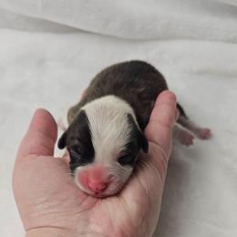 1. Red sable male - Sable male Pembroke Welsh Corgi puppy in Deming, New Mexico from Dragon Ridge Corgis