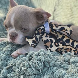 Girl 1 - Seal and white Boston Terrier puppy in Kentucky from Backwoods Boston Terriers