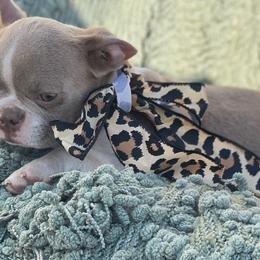 Girl 1 - Seal and white Boston Terrier puppy in Kentucky from Backwoods Boston Terriers