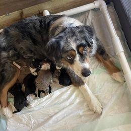 Aussiedoodle puppies from HK Aussiedoodles