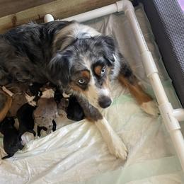 Aussiedoodle puppies from HK Aussiedoodles