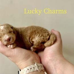Lucky Charms - Apricot male Goldendoodle puppy in Taylorsville, North Carolina from Heartfelt Doodles