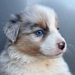Belle Starr - Blue merle female Australian Shepherd puppy in Stanford, Kentucky from Red Feather Aussies
