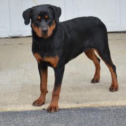 Lilly - Black and mahogany female Rottweiler puppy in Dawson Springs, Kentucky from Lakeview Rottweilers