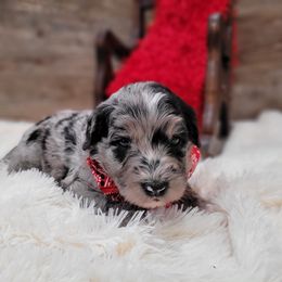 Mickey - Blue merle male Sheepadoodle puppy in Woodburn, Indiana from DNLS Doodle Puppies