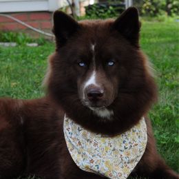 Sylvi - Siberian Husky