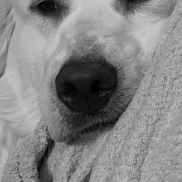 Labrador Retrievers from Heather Kraus's Labrador Retrievers