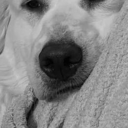 Labrador Retrievers from Heather Kraus's Labrador Retrievers