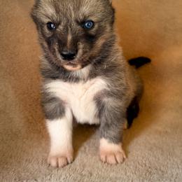 Kodiak - Brown and white male Siberian Husky puppy in Grant City, Missouri from Timberline Paws