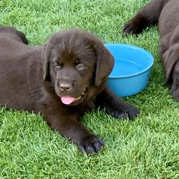 Labrador Retriever Puppies from Top Gun Labradors