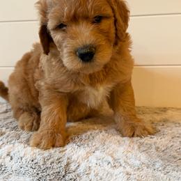 Army Green Boy - Apricot male Goldendoodle puppy in San Augustine, Texas from Vintage Doodles