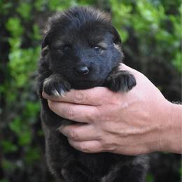 Orange Collar Male - Sable male German Shepherd puppy in Mariana, Florida from Haus M Godwin