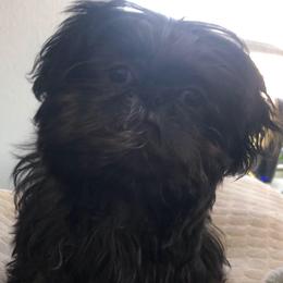 Binkey - Shih Tzu