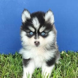 Iris - Black and white female Pomsky puppy in Spring Hill, Florida from PDQ Pomskies