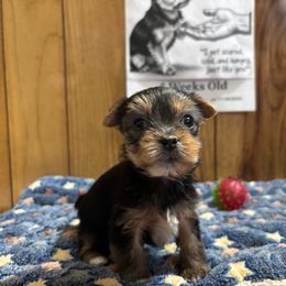 Girl 1 - Black and gold female Yorkshire Terrier puppy in Bear Creek, North Carolina from Yorkie Time