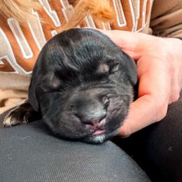 Axle (Dark Blue) - Pepper and salt male Giant Schnauzer puppy in Harrisville, Utah from Diamond in the Ruff