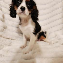 Poppy - Tri-color female Cavalier King Charles Spaniel puppy in Wilburton, Oklahoma from My Kids Kennel