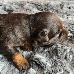Camshaft - Red tri male Miniature Australian Shepherd puppy in Paris, Texas from Blue Envy Mini Aussies