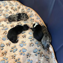 Miniature Australian Shepherd Puppies from Andy McDonald