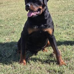 Enzo - Black and mahogany male Rottweiler puppy in Mcleansbro, Illinois from C & J Rottweilers