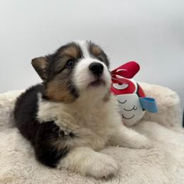 Phoenix - Black and tan male Pembroke Welsh Corgi puppy in Minooka, Illinois from Lucky J Corgis