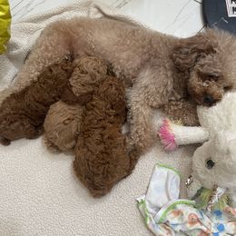 Poodle Puppies from Red toy poodles