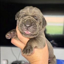 RICK tan or brindle point red - Blue male Great Dane puppy in Port Clinton, Ohio from LakeSide Danes