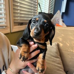 Roux - Black and tan female Dachshund puppy in Fort Wayne, Indiana from Hot Dog Haven