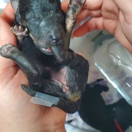 Meleys - Phantom female Poodle puppy in Phoenix, Arizona from Desert Diamond Poodles