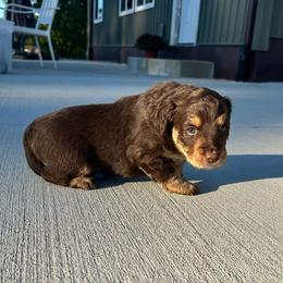 Bones - Red phantom male Aussiedoodle puppy in Berrien Spring, Michigan from Red Bud Beautiful Doodles