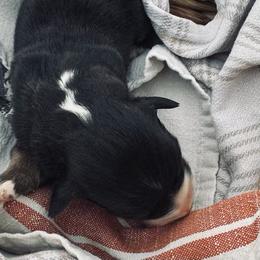 Girl 1 - Black tri-color female Australian Shepherd puppy in Berne, Indiana from White Silo Aussies