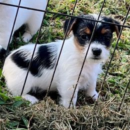 Jazz - Tri-color female Russell Terrier puppy in London, Kentucky from Norvell Kennels
