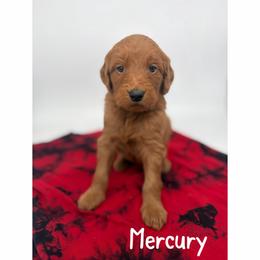 Mercury - Red  female Goldendoodle puppy in Smithfield, Kentucky from KBK9 Kennels