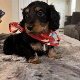 Dachshund Puppies from JP's South Texas Dachshunds